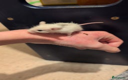Mouse rodents for sale: Super tame handled African soft fur mice  - Image 17