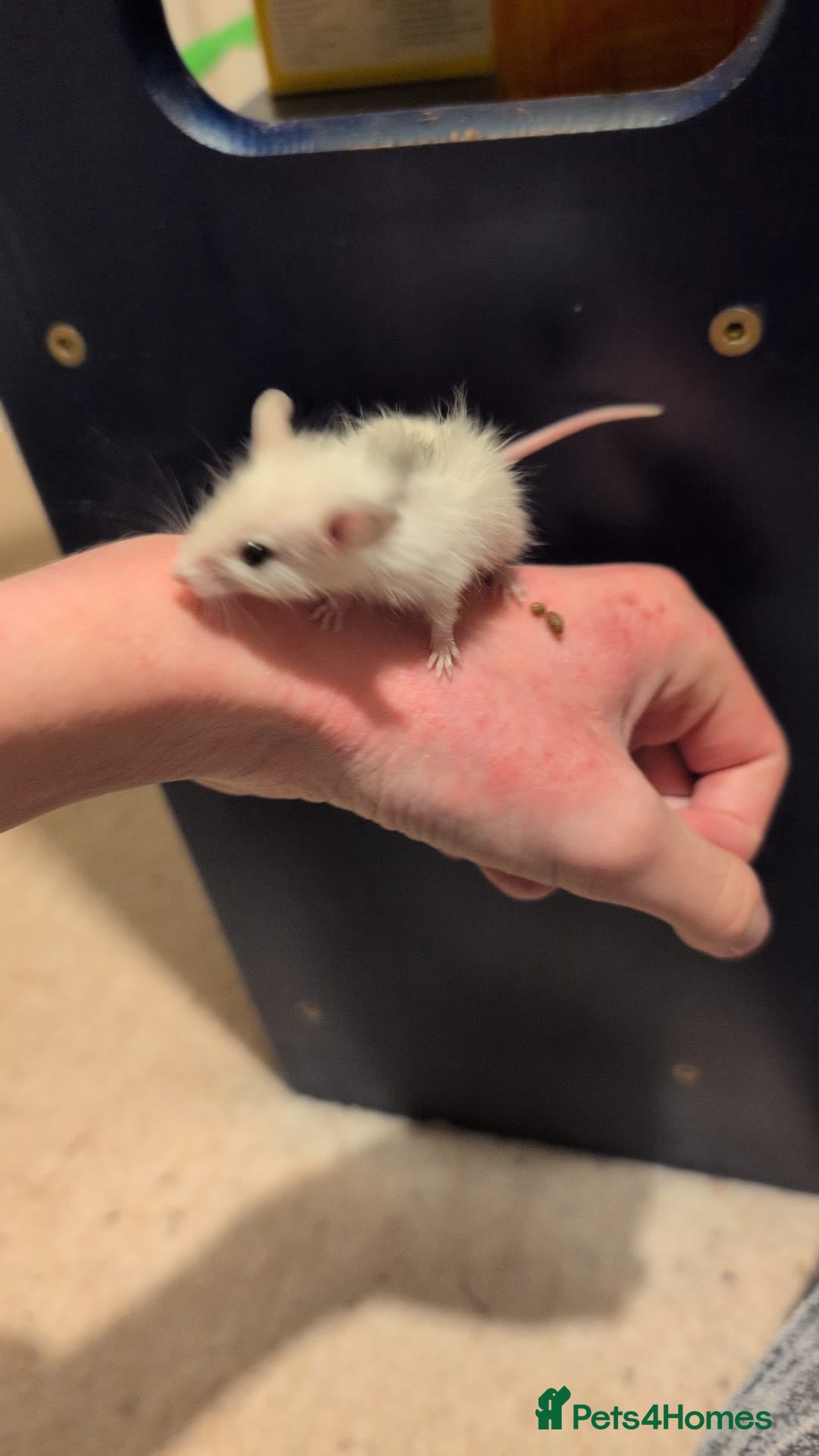 Mouse rodents for sale: Super tame handled African soft fur mice  - Image 17