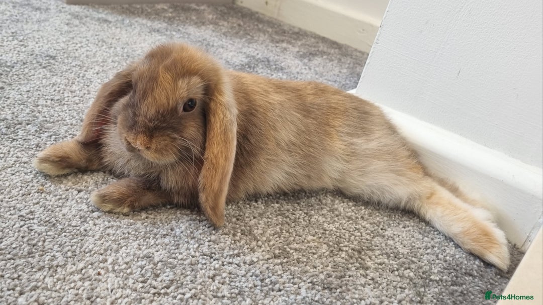 Mini Lop rabbits for sale: Two female mini lops for sale - Image 3