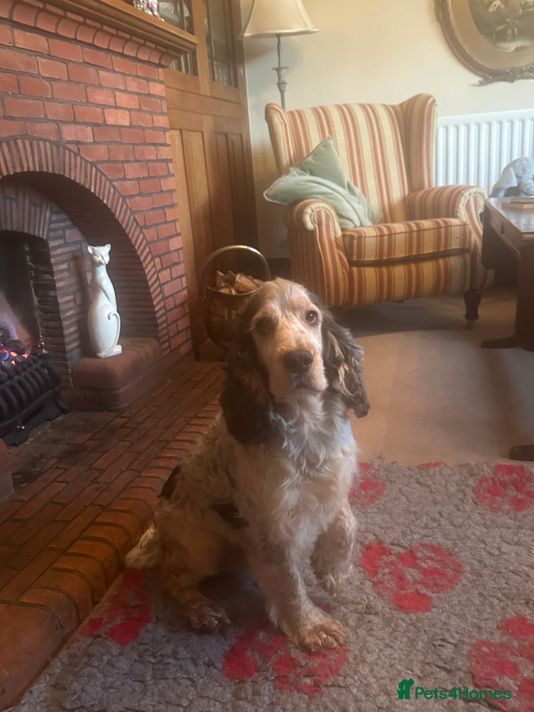 Cocker Spaniel dogs for stud: DNA health tested KCd cocker at stud in Alston - Advert 12