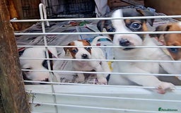 Jack Russell dogs for sale: Small Jack Russell terrier puppies  - Image 2