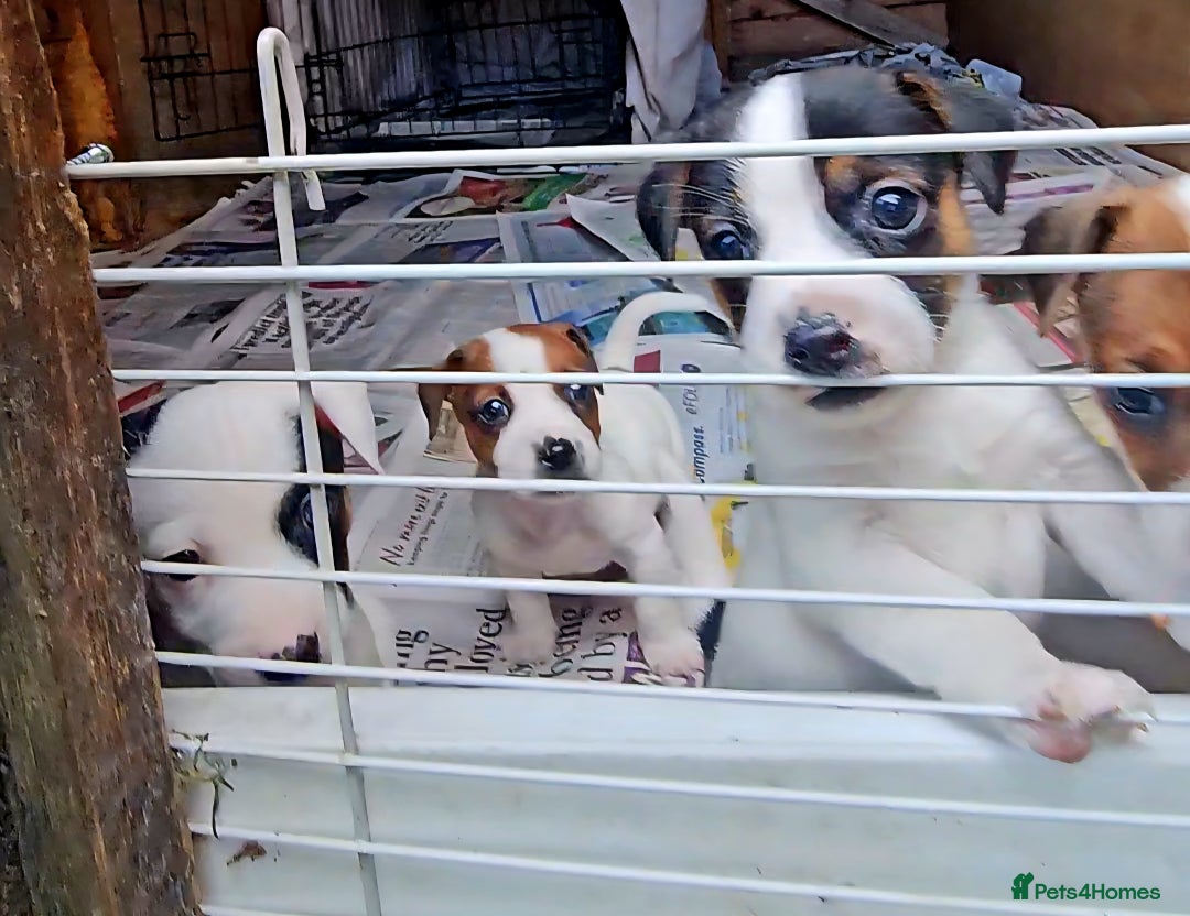 Jack Russell dogs for sale: Small Jack Russell terrier puppies  - Image 2