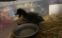 Ducks poultry for sale: Cayuga ducklings mixed - Image 3