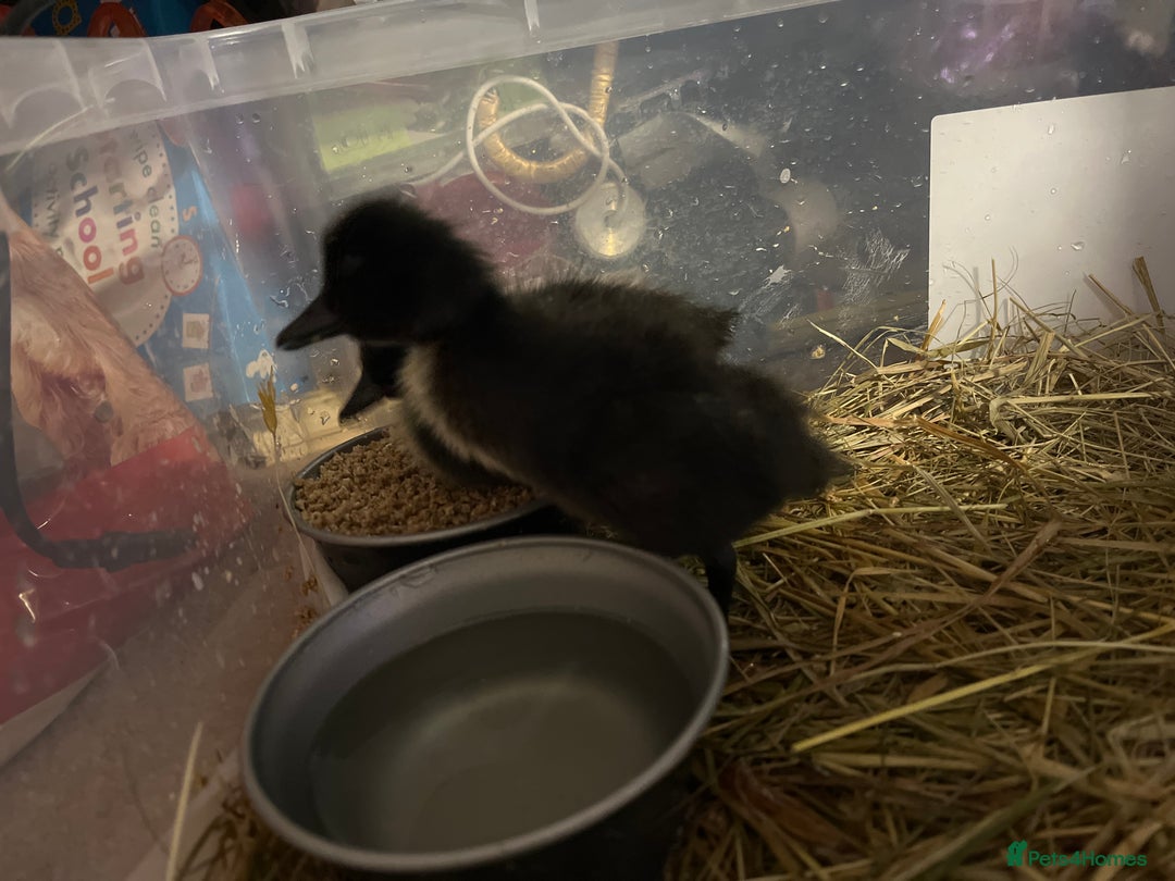Ducks poultry for sale: Cayuga ducklings mixed - Image 3