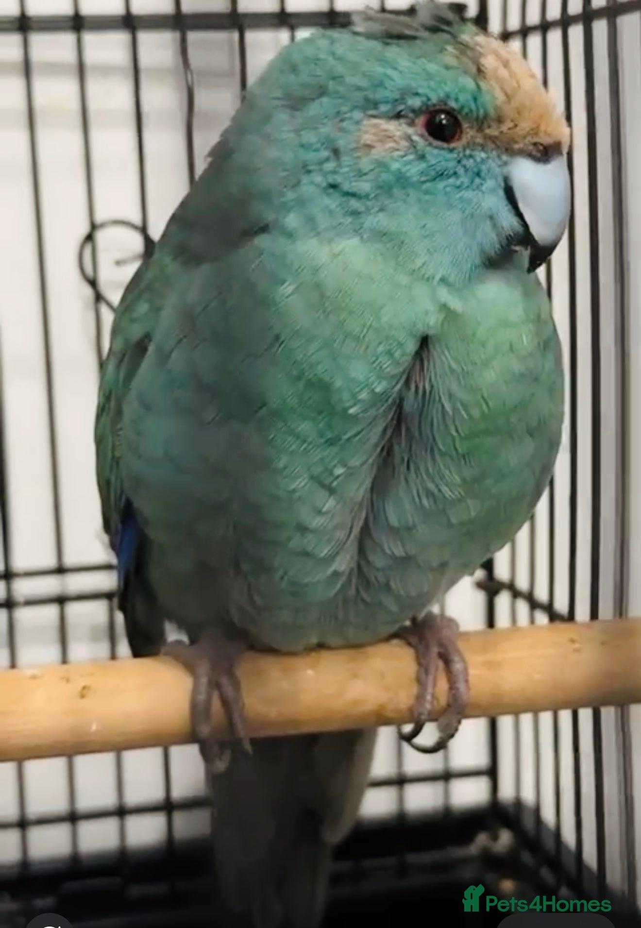 Parrots birds Blue Indian Ringneck Parrot  - Advert 1