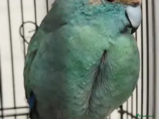 Parrots birds Blue Indian Ringneck Parrot - Advert 1