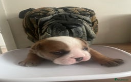 English Bulldog dogs for sale: 2 Beautiful Red & White English Bulldogs - Image 8