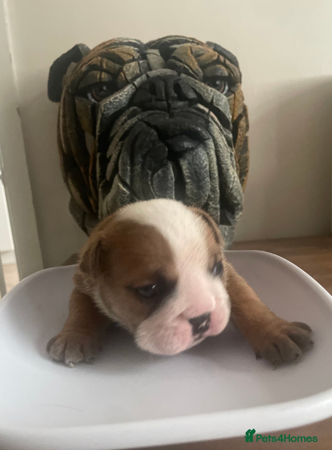 English Bulldog dogs for sale: 2 Beautiful Red & White English Bulldogs - Image 8