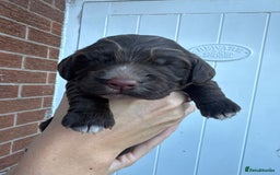 Cocker Spaniel dogs for sale: Stunning WCS pups - Image 22