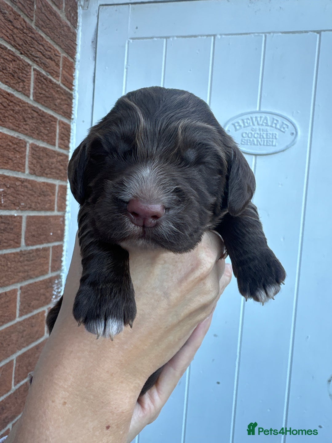 Cocker Spaniel dogs for sale: Stunning WCS pups - Image 22