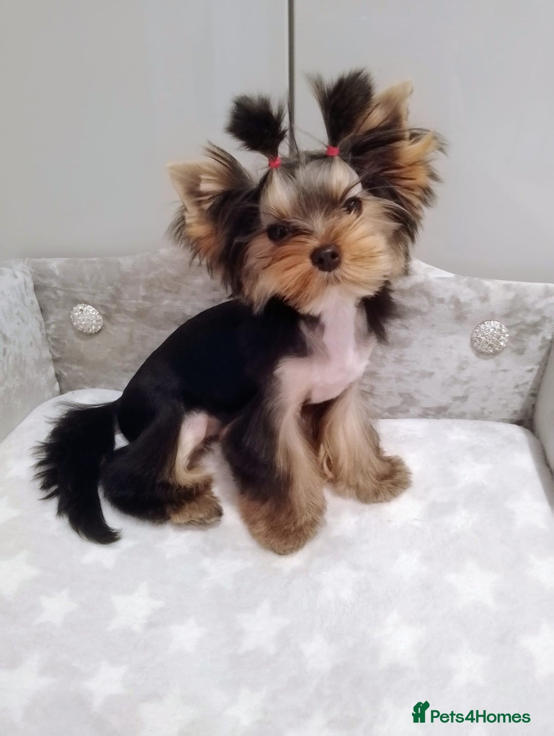 Yorkshire Terrier dogs for sale: 🖤Gorgeous yorkie girl available 🖤 - Advert 4