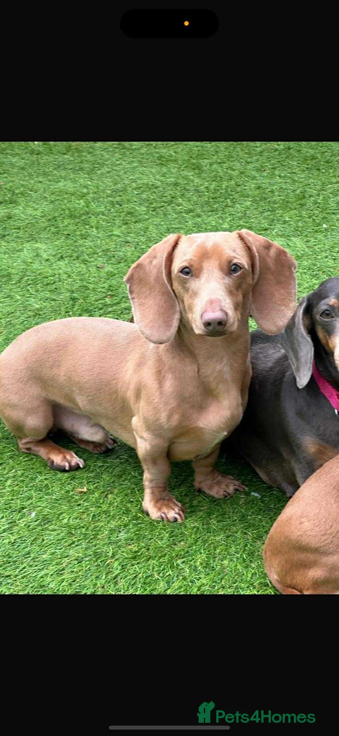 Miniature Dachshund dogs for sale: 3 Miniature dachshunds ⭐️ - Advert 3