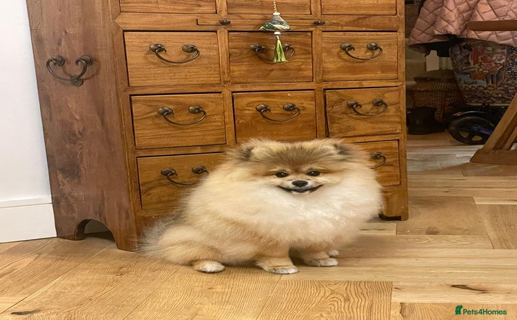 Pomeranian dogs in Basildon - Advert 3