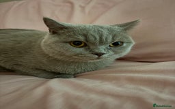 British Shorthair cats for sale: Rare lilac female British shorthair female 3 years - Image 1