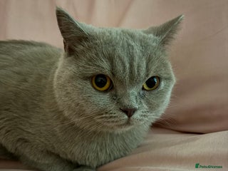 British Shorthair cats for sale - Advert 1
