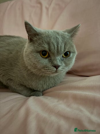 British Shorthair cats - Advert 1