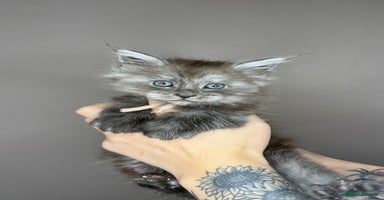 Maine Coon cats LAST Female Black Smoke Maine Coon kittens - Advert 15