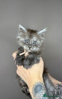 Maine Coon cats LAST Female Black Smoke Maine Coon kittens - Advert 4