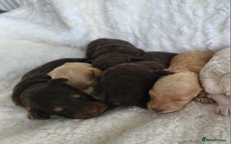 Cockapoo dogs for sale: F1b Cockapoos. Boys & Girls. DNA HEALTH TESTED - Image 22