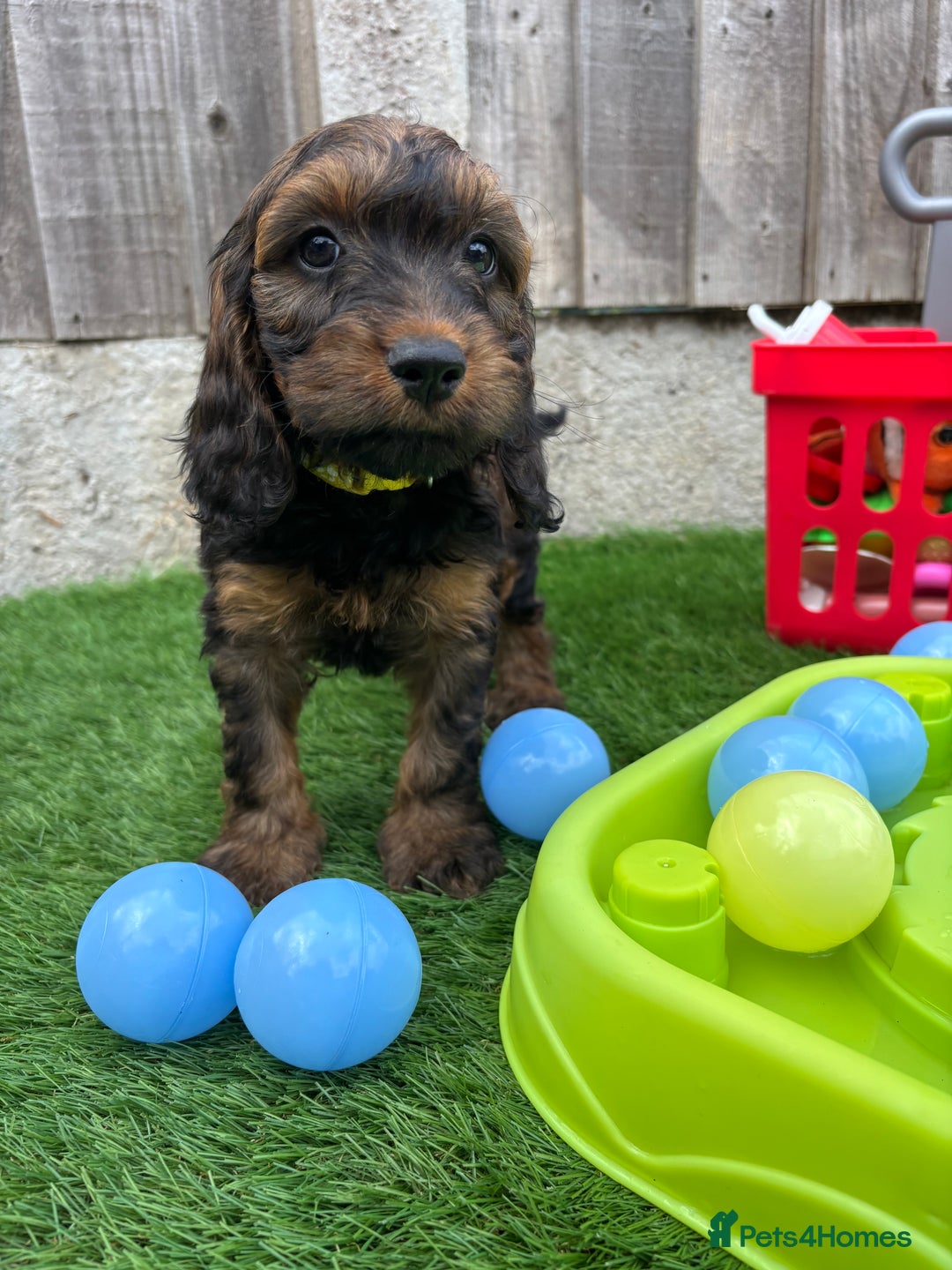 Cockapoo dogs for sale: COCKERPOO’S READY TO LEAVE NOW!  - Image 12