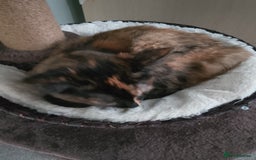 Ragdoll cats for sale: Kittens - Image 1