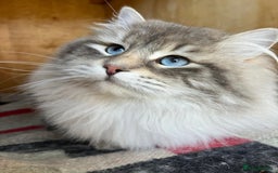 Siberian cats for sale: Beautiful Siberian Neva Masquerade Kitten - Image 6