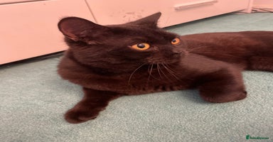 British Shorthair cats - Advert 14