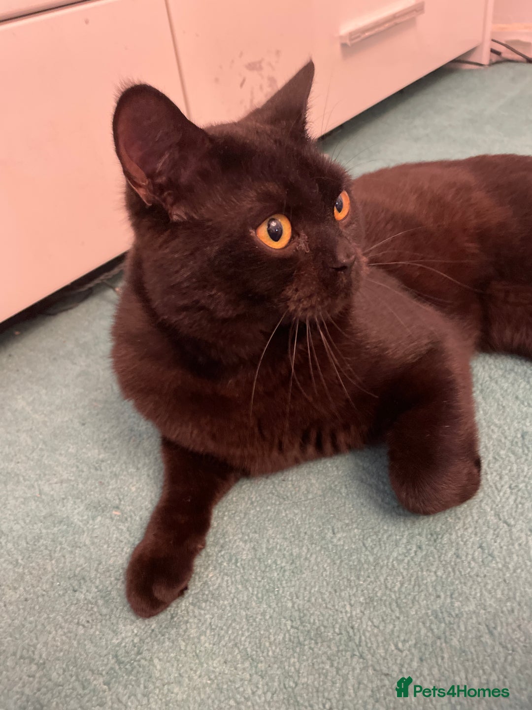 British Shorthair cats for sale: GCCF reg British Shorthair  - Image 2