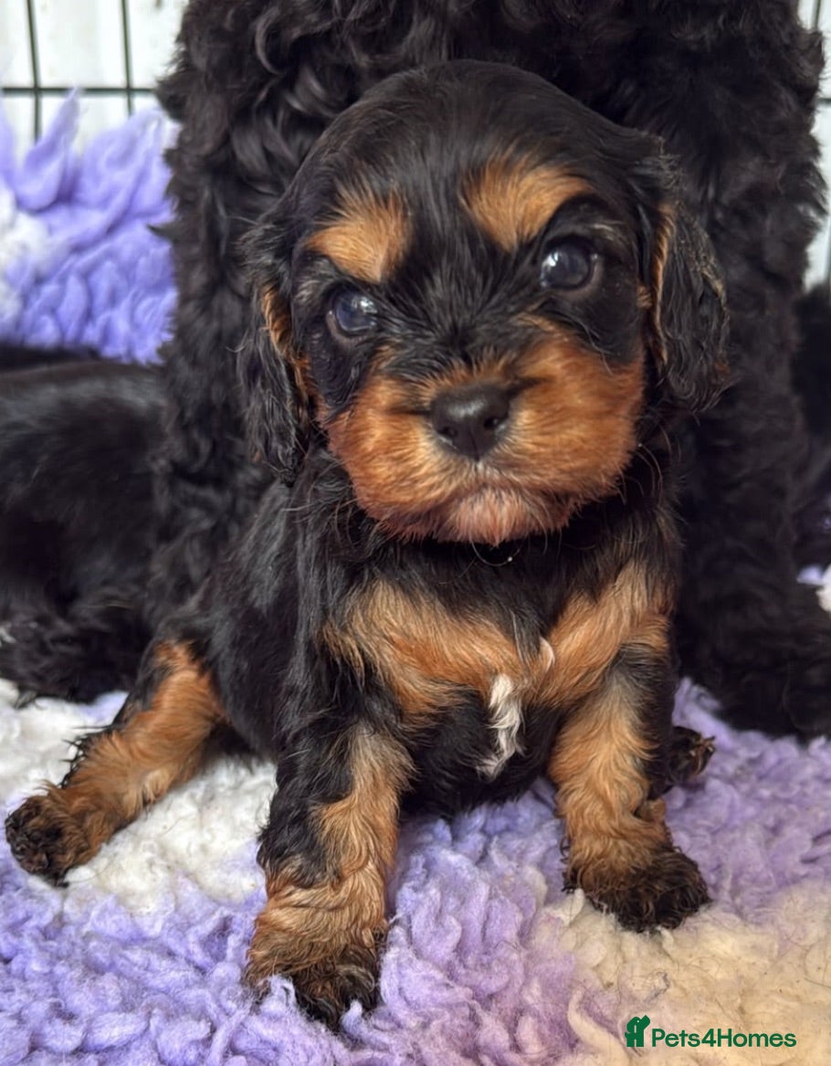 Cavapoo dogs Extremely health tested 💙❤️ - Advert 8