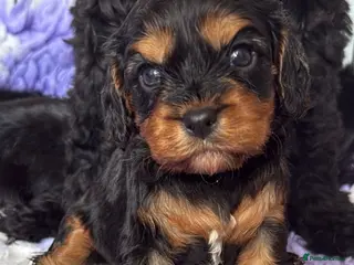 Cavapoo dogs Extremely health tested 💙❤️ - Advert 2