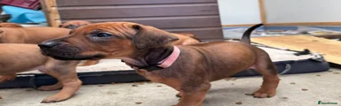 SOLD - Rhodesian Ridgeback Puppy 1 (Pink - Girl)