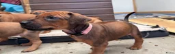 Rhodesian Ridgeback dogs for sale: Rhodesian Ridgeback Puppies - Advert 14