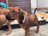 SOLD - Rhodesian Ridgeback Puppy 1 (Pink - Girl)