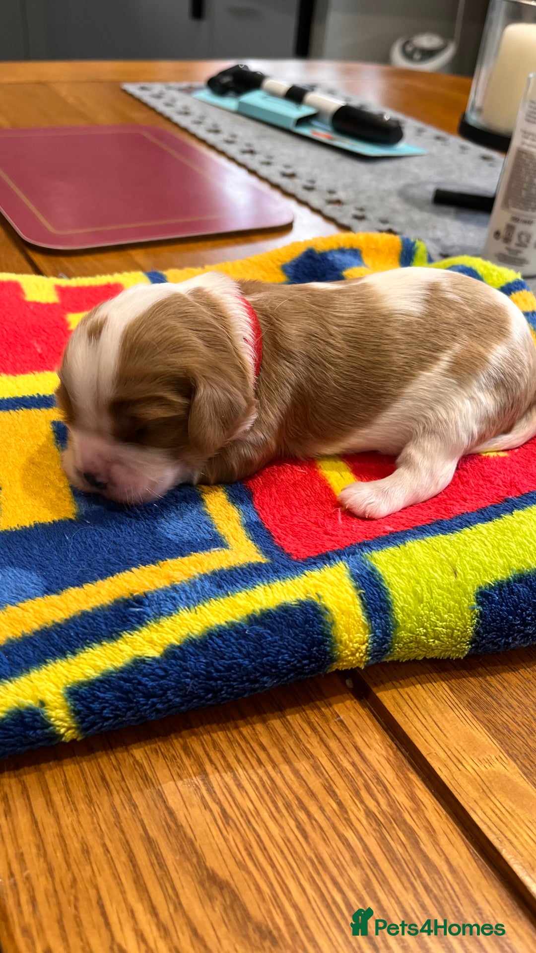 Cavalier King Charles Spaniel dogs for sale: Stunningly cute Cavalier King Charles Puppies  - Image 3