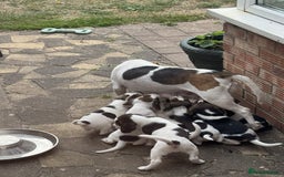 Beagle dogs for sale: Beagle puppies for sale,ready to leave NOW‼️ - Image 4