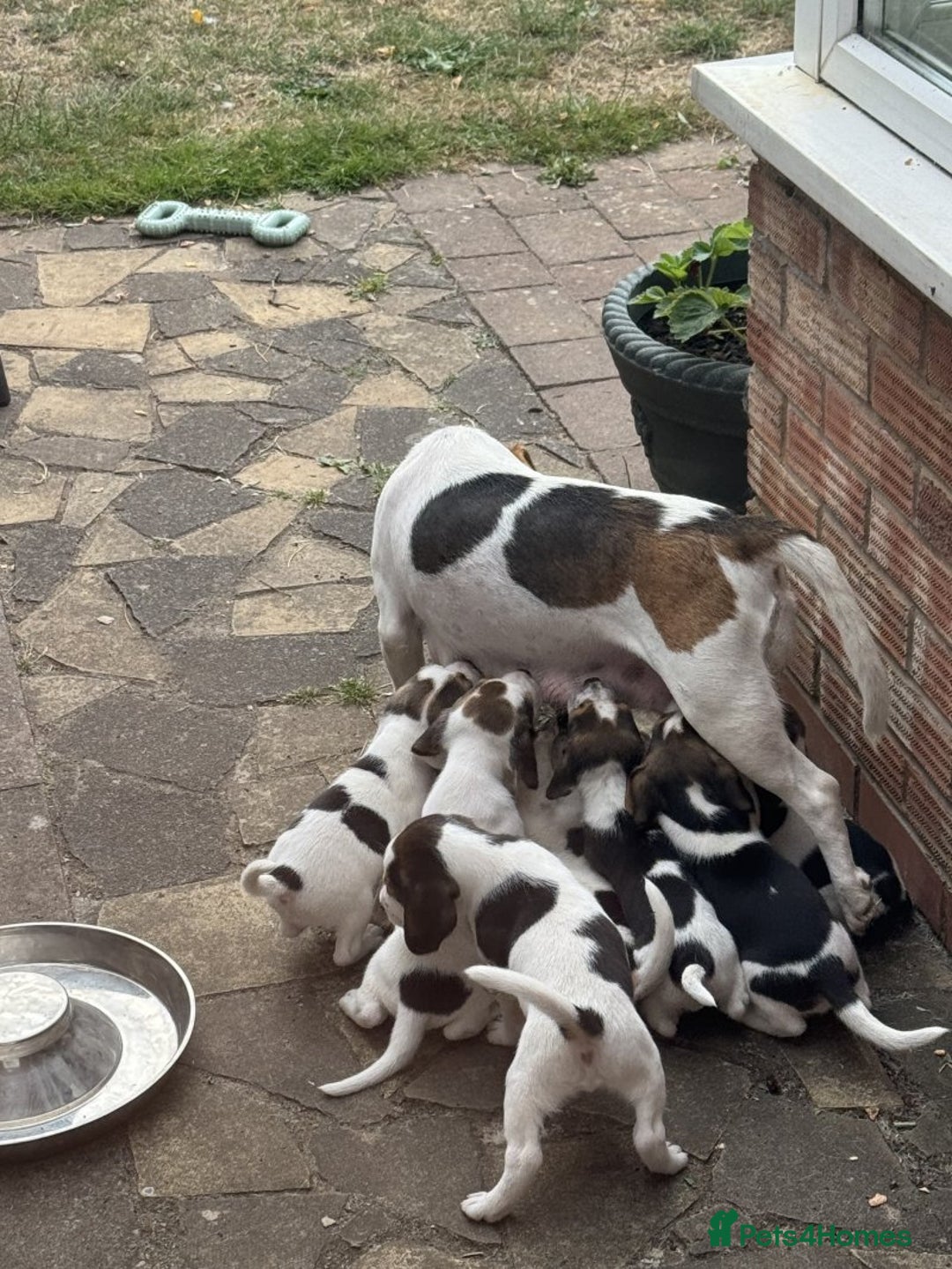 Beagle dogs for sale: Beagle puppies for sale,ready to leave NOW‼️ - Image 4