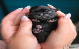 Pug dogs for sale: Chunky pug pups - Image 10