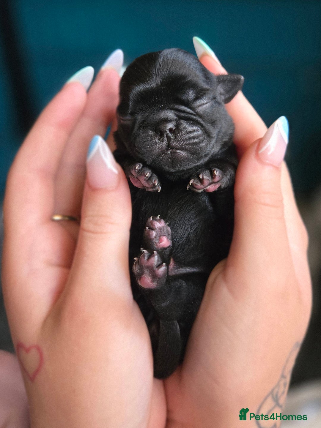 Pug dogs for sale: Chunky pug pups - Image 10