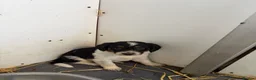 Border Collie dogs for sale: Beautiful Border Collie Pups - Advert 11