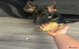 German Shepherd dogs for sale: German shepherd  - Image 4