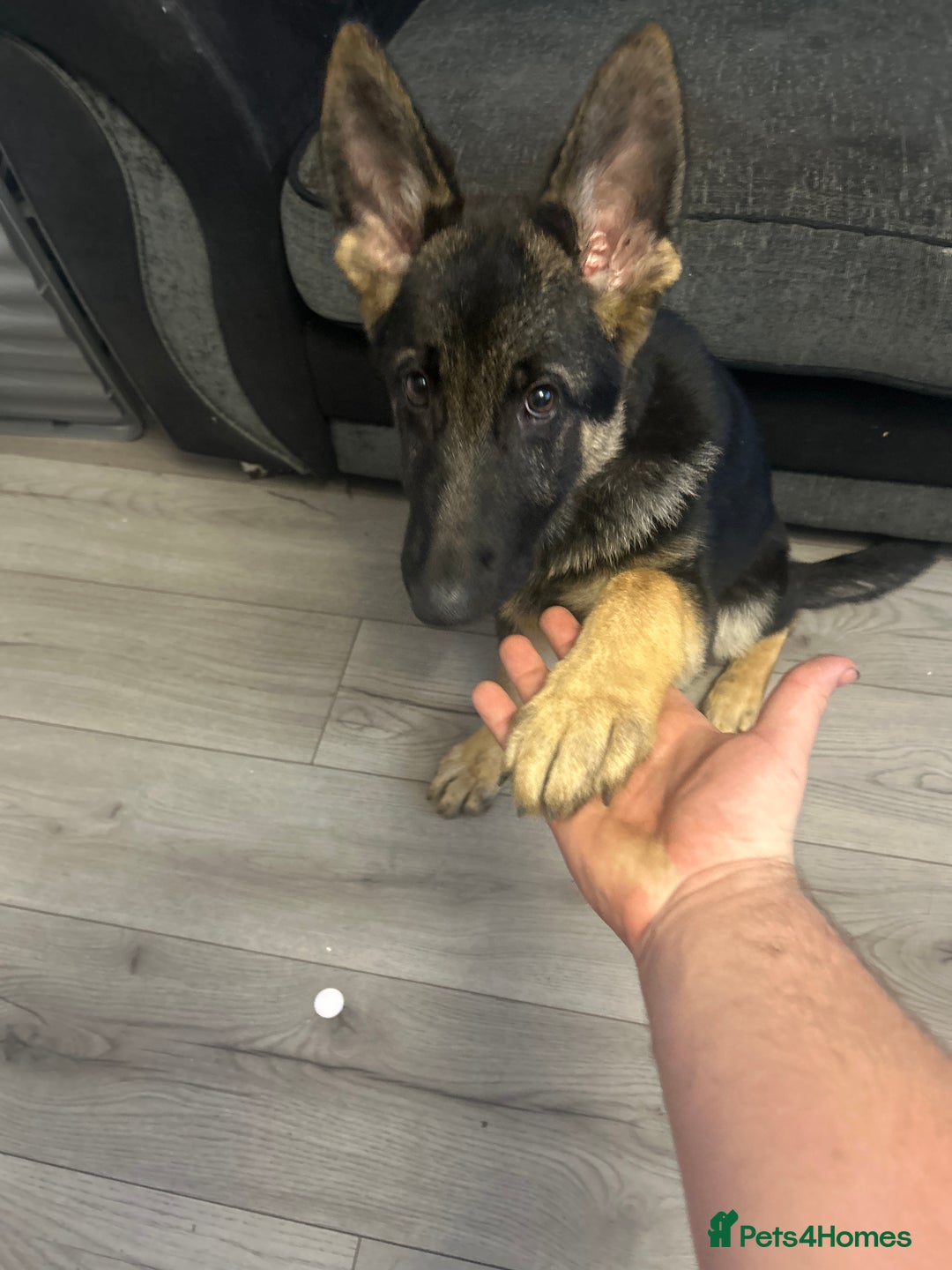 German Shepherd dogs for sale: German shepherd  - Image 4