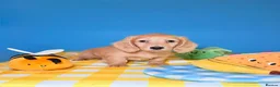 Miniature Dachshund dogs for sale: Lovey miniature dachshund boy - Advert 12