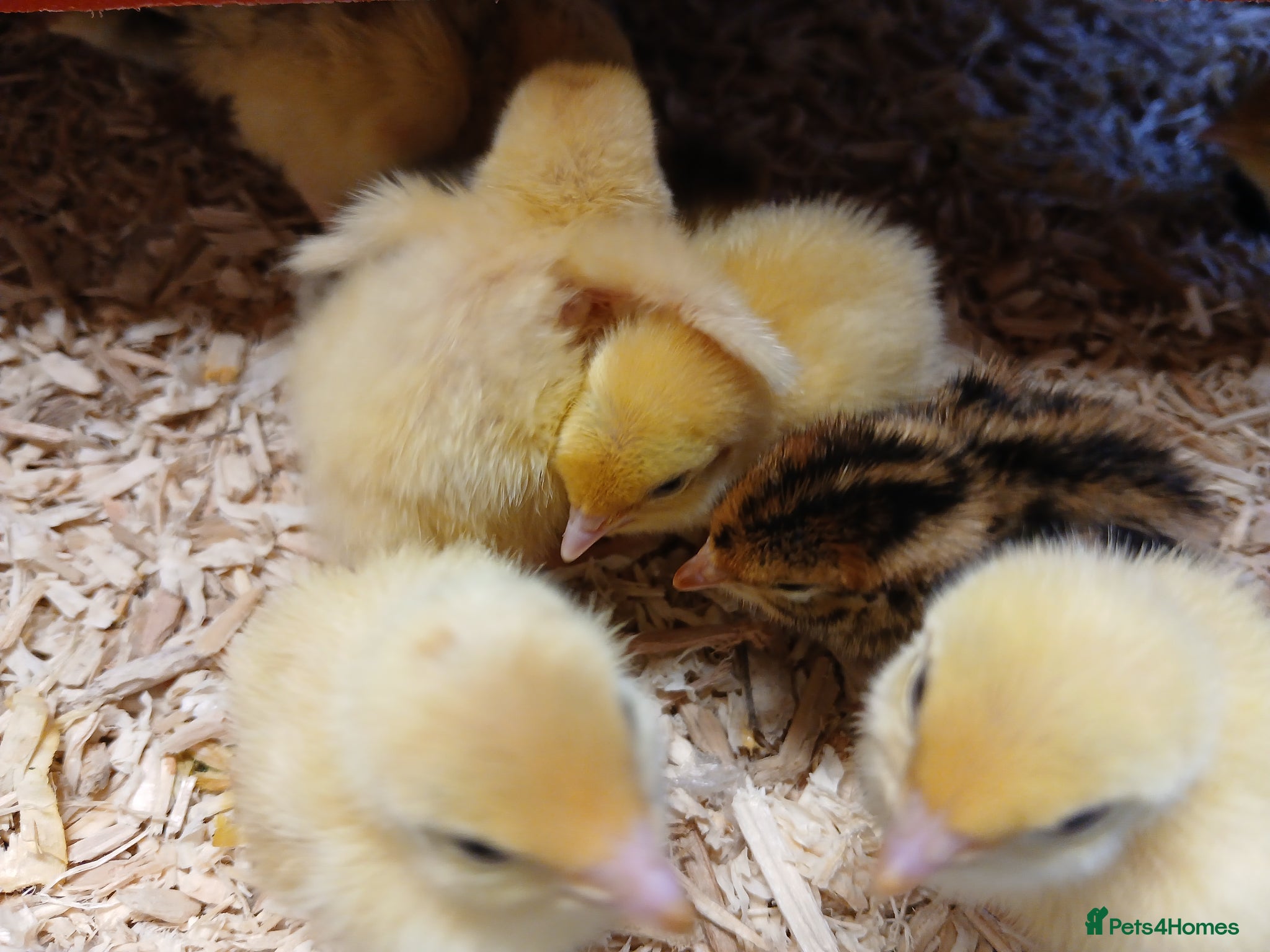 Quail poultry Coturnix (Japanese) Quail chicks - Advert 1