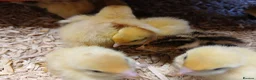 Quail poultry for sale: Coturnix (Japanese) Quail chicks - Advert 1