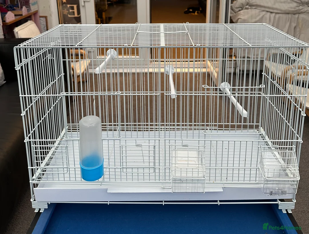 Lovebirds birds for sale: Pair of lovebirds + cage & food - Advert 2