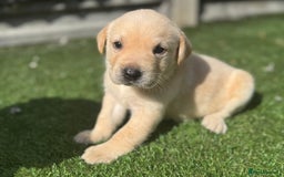 Labrador Retriever dogs for sale: Beautiful top kc line Labrador puppy’s  - Image 19