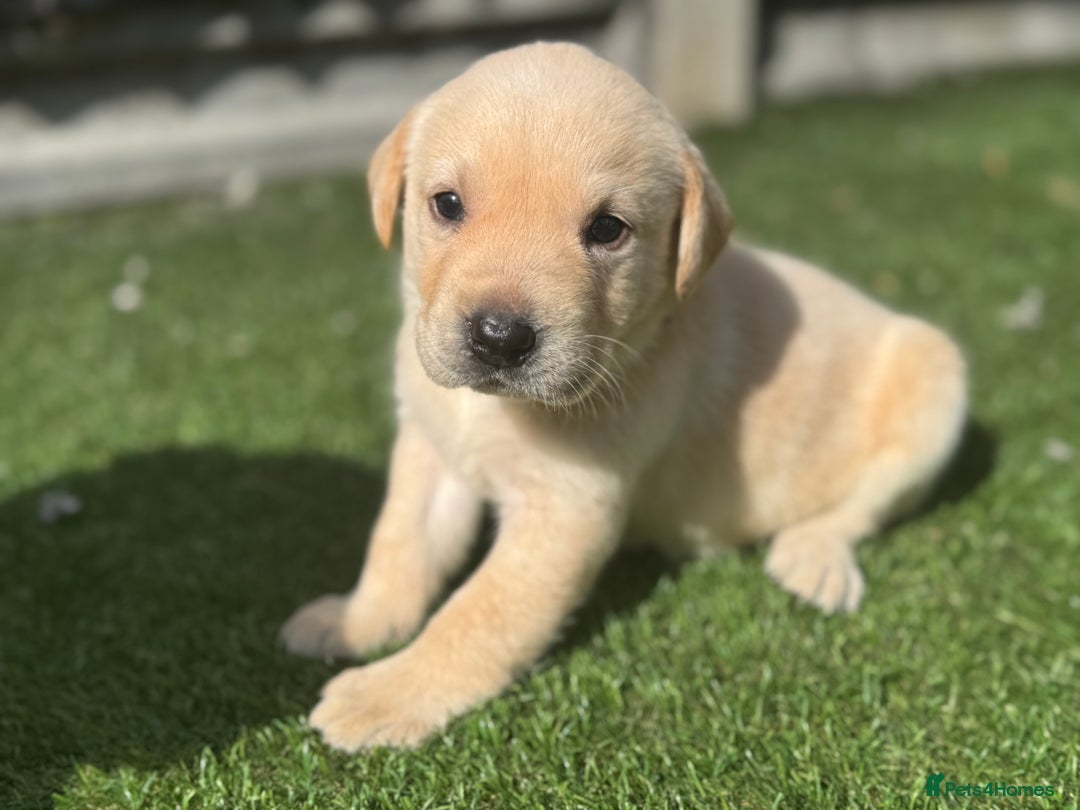 Labrador Retriever dogs for sale: Beautiful top kc line Labrador puppy’s  - Image 19