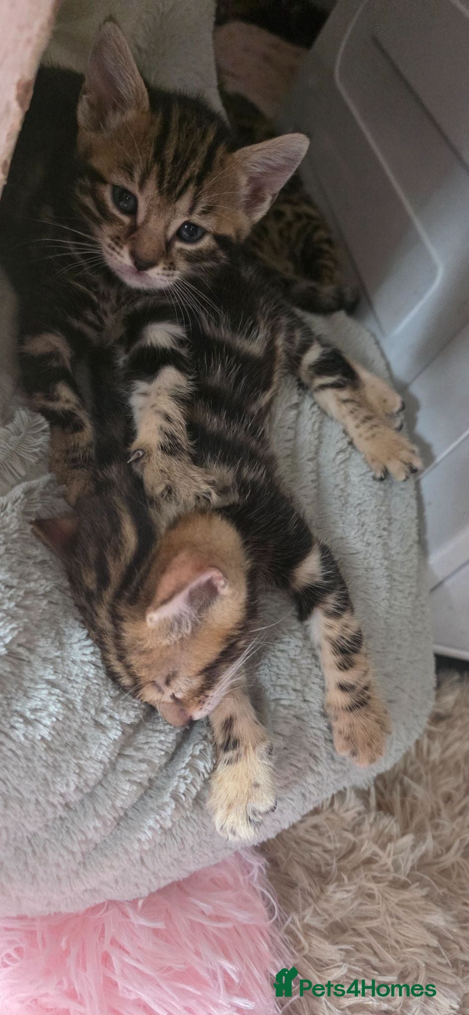 Bengal cats Beautiful Marble Bengal Kittens - Advert 4