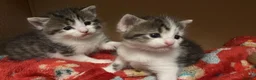 Mixed Breed cats for sale: Kittens in Manchester - Advert 3