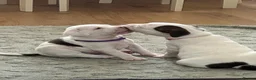 Mixed Breed dogs for sale: Spinger spaniel X Staffordshire bull terrier - Advert 6